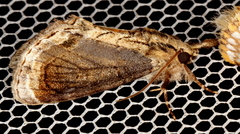 Zalissa catocalina