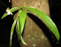 Aspasia epidendroides