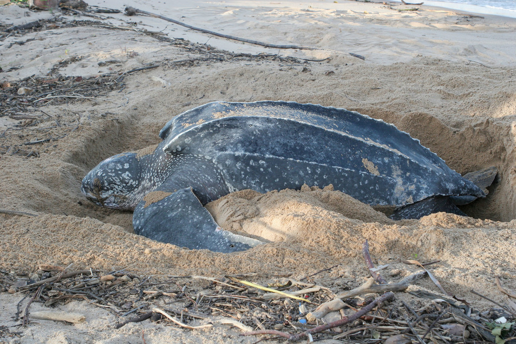 Leatherback Sea Turtle in July 2006 by Kristof Zyskowski. laying eggs ...