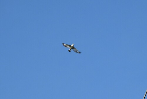 iNaturalist image