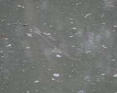 Centropomus viridis