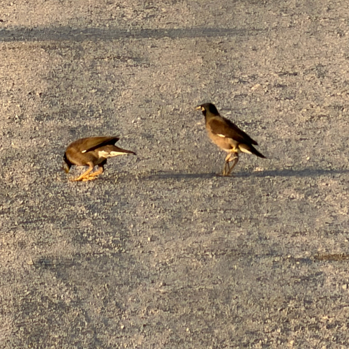 Common Myna