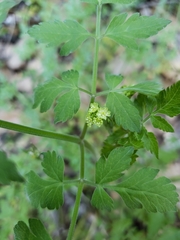 Osmorhiza brachypoda