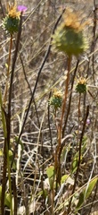 Grindelia hirsutula, photograph author not stated, no rights reserved