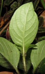 Coccocypselum hispidulum