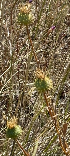 Grindelia hirsutula, photograph 5