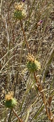 Grindelia hirsutula, photograph author not stated, no rights reserved