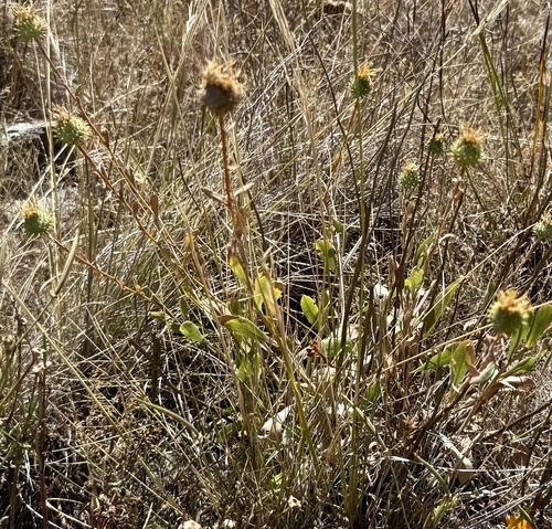 Grindelia hirsutula, photograph 4