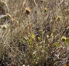 Grindelia hirsutula, photograph author not stated, no rights reserved