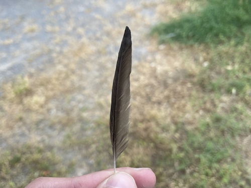 Western House Martin