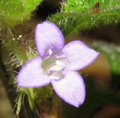 Coccocypselum hispidulum