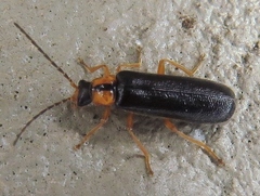 Rhagonycha