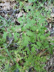 Osmorhiza brachypoda
