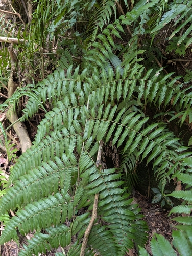 Diplazium polypodioides observed 2026-06-02