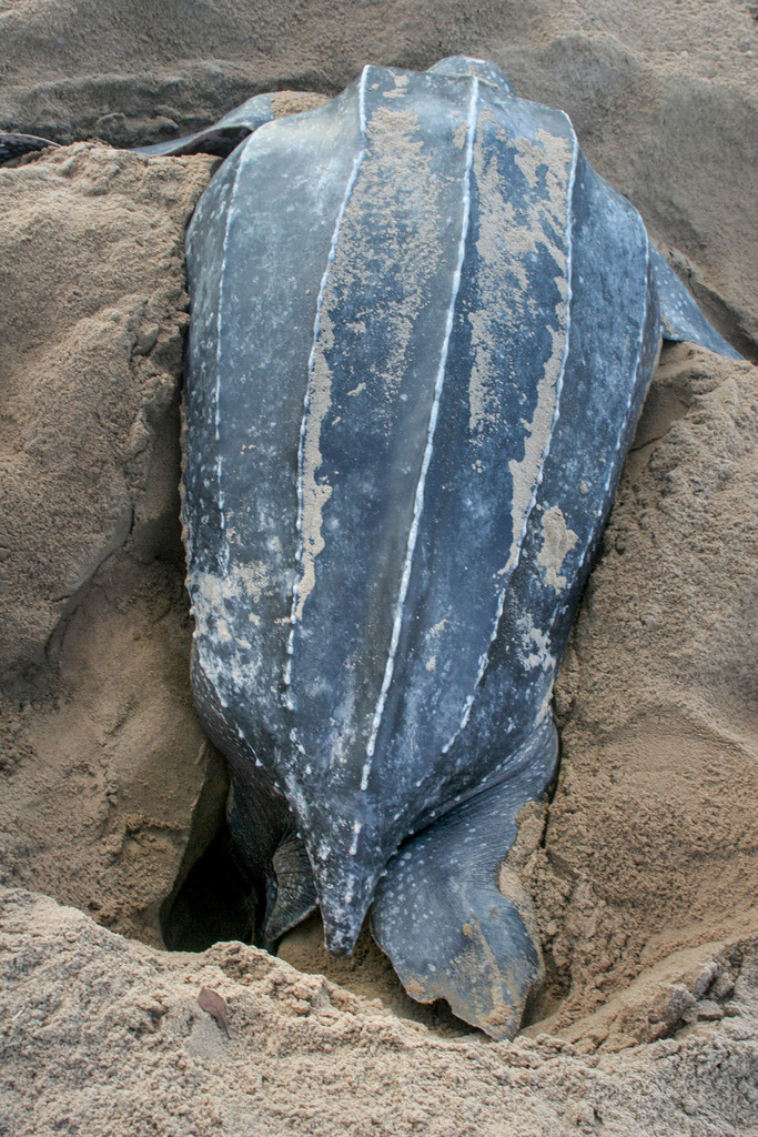 Leatherback turtle seen from behind while nesting