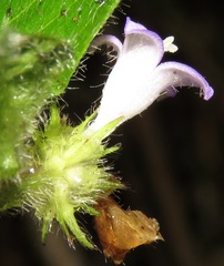 Coccocypselum hispidulum