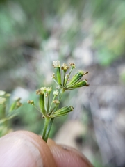 Osmorhiza brachypoda