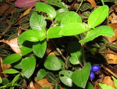 Coccocypselum hispidulum