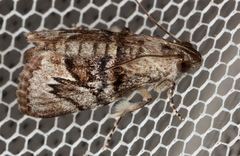 Enchesphora streptomela