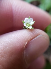 Moehringia macrophylla
