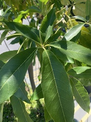 Casimiroa