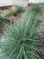 Corynephorus canescens