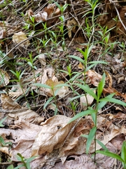 Moehringia macrophylla