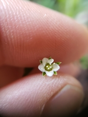 Moehringia macrophylla