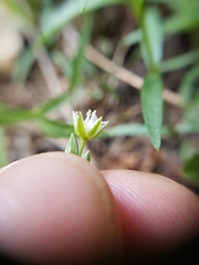 Moehringia macrophylla