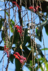 Columnea flaccida