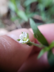 Moehringia macrophylla