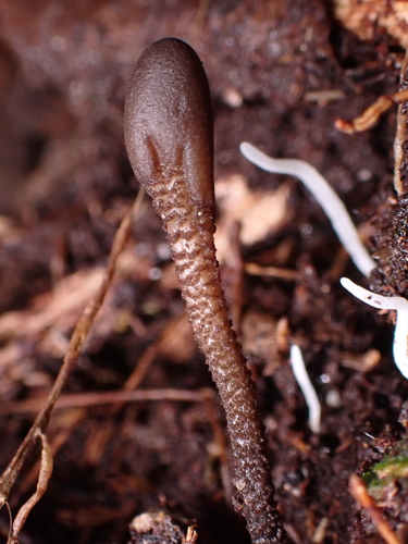 Earth Tongues