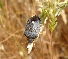 Holcostethus abbreviatus