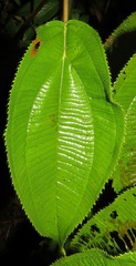 Miconia subcrustulata
