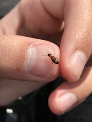 Badister neopulchellus