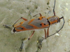 Saperda tridentata