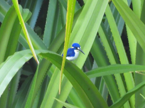 Little Kingfisher (Ceyx pusillus), photo 3
