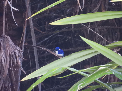 Little Kingfisher (Ceyx pusillus), photo 2