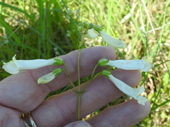 Penstemon oklahomensis