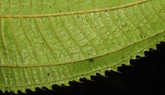 Miconia subcrustulata