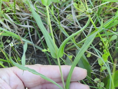 Penstemon oklahomensis