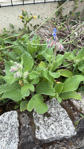 Borage