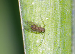 Ectopsocidae