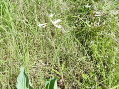 Penstemon oklahomensis