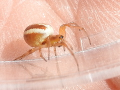 Araneus pratensis