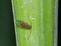 Ectopsocidae