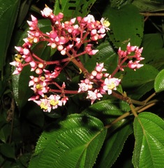 Miconia subcrustulata