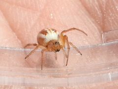 Araneus pratensis