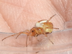 Araneus pratensis