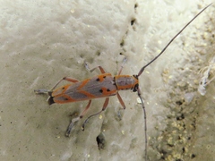 Saperda tridentata